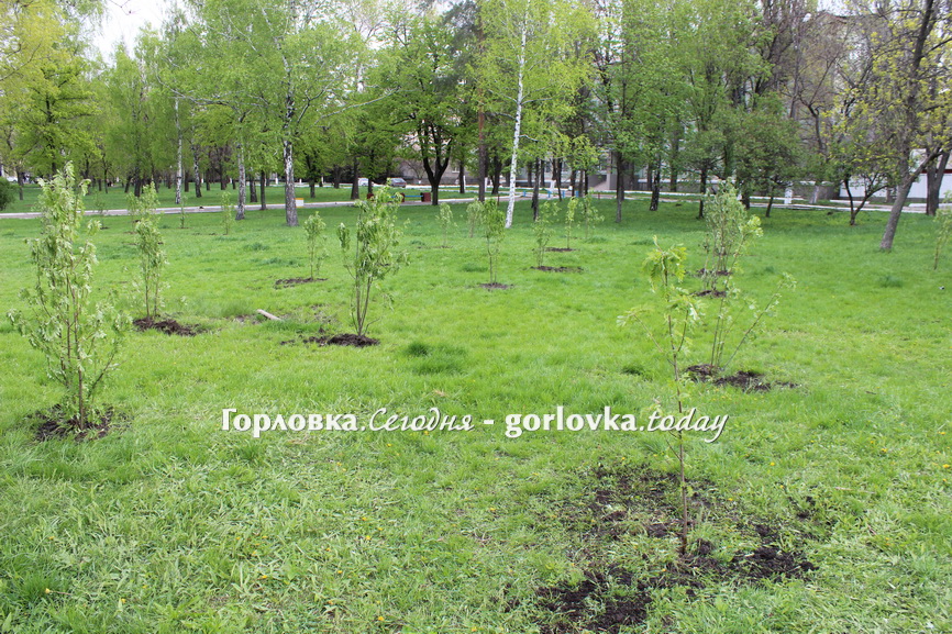 Рябиновая аллея в Горловке