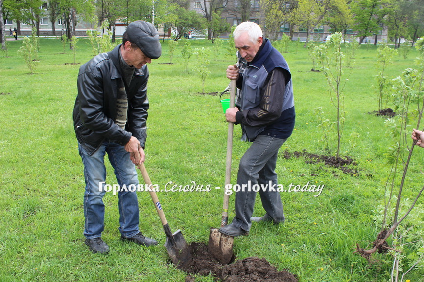 Рябиновая аллея в Горловке