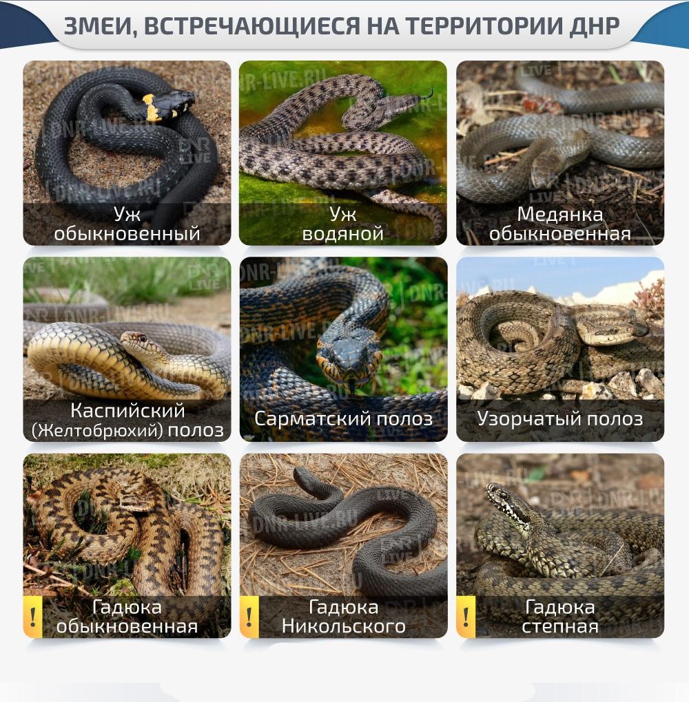 Какие змеи водятся на украине фото