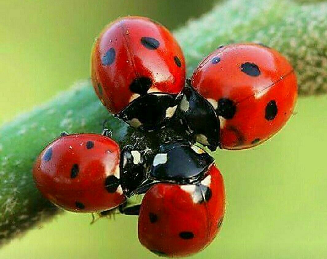 Двенадцатиточечная Божья коровка (Coleomegilla maculata)