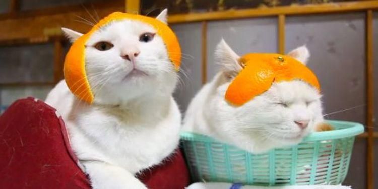 День апельсиновых котов