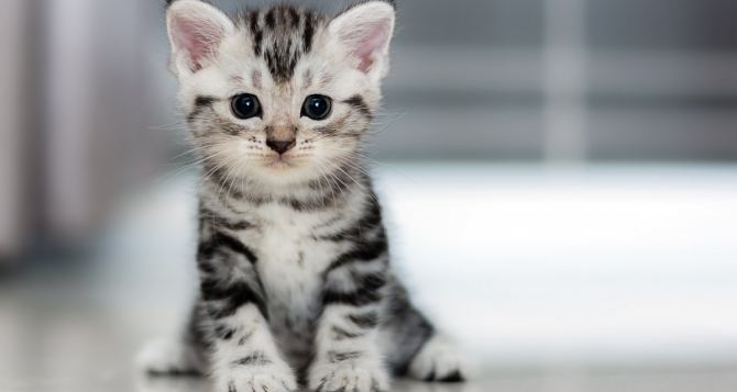 Котёнок