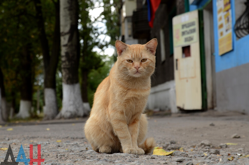 Кот